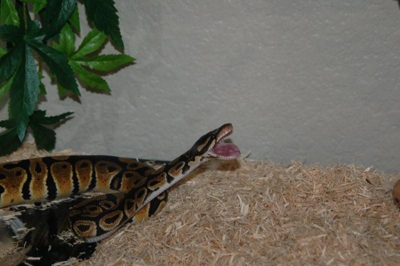 Heimlich Eating