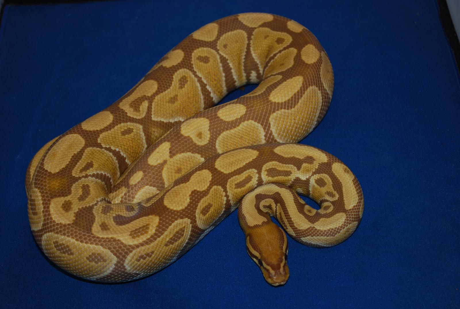 African Line Caramel Albino