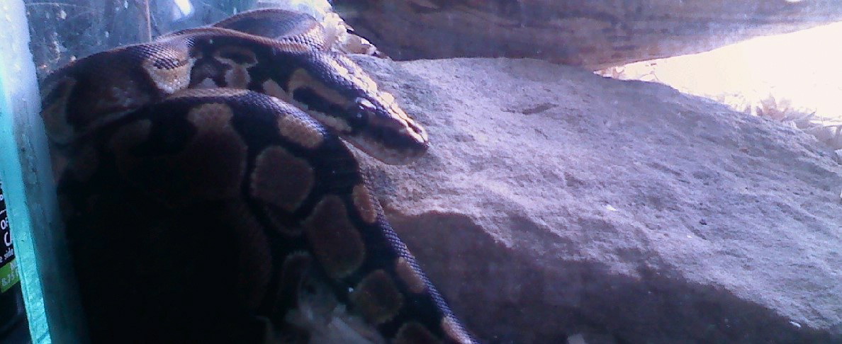 Leviathan My Baby Ball