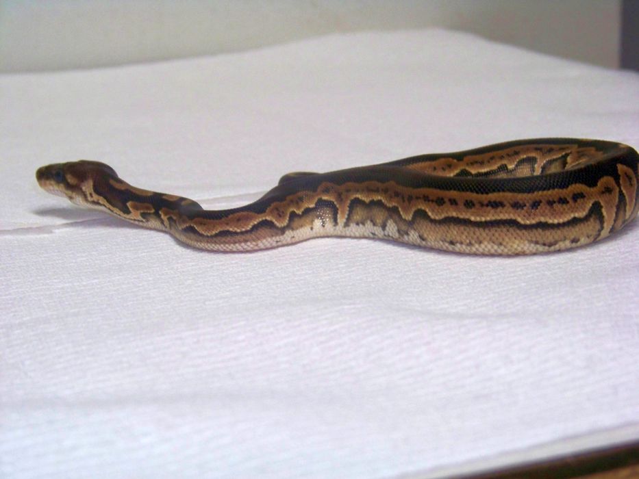 My Cinny female