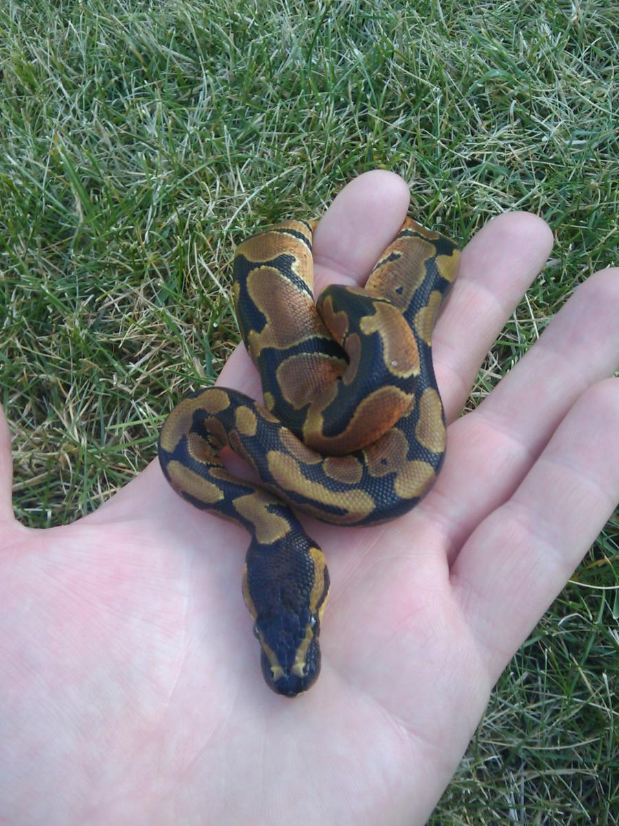 New Bp
