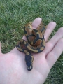 New Bp