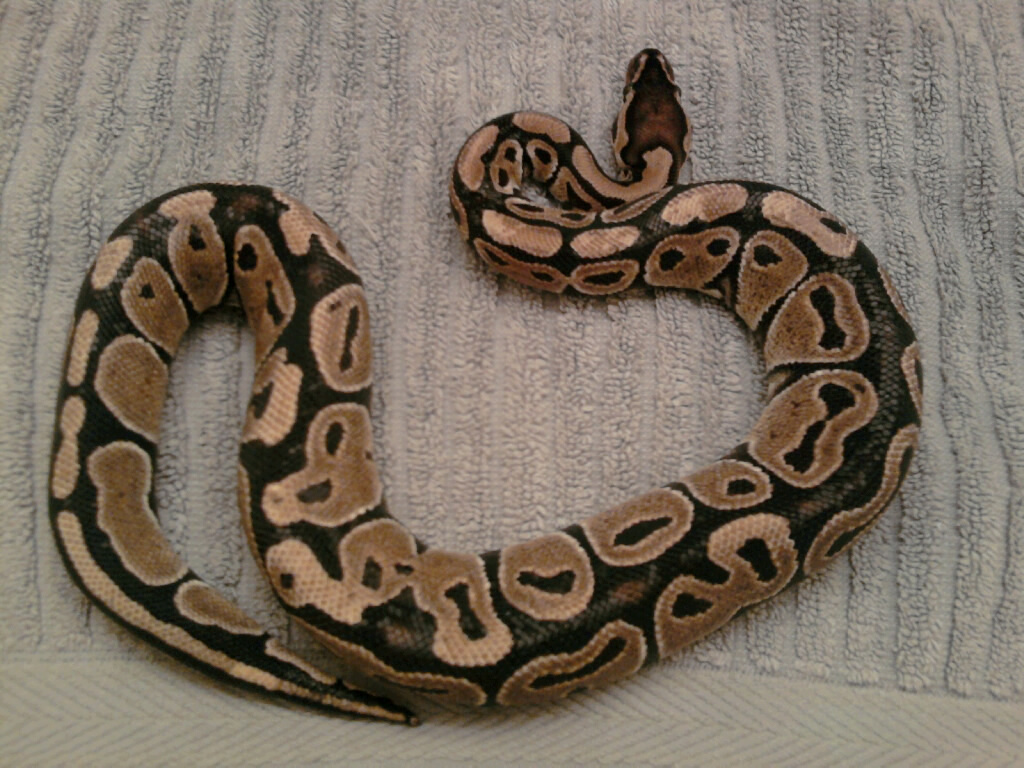 My Snakes