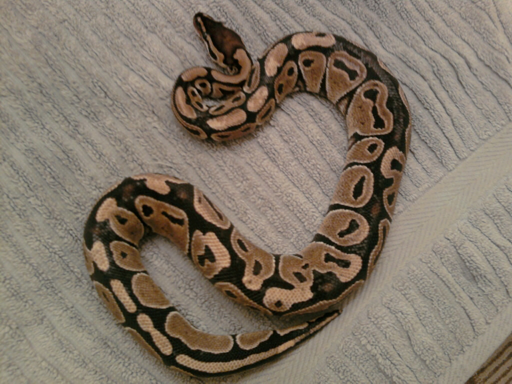 My Snakes