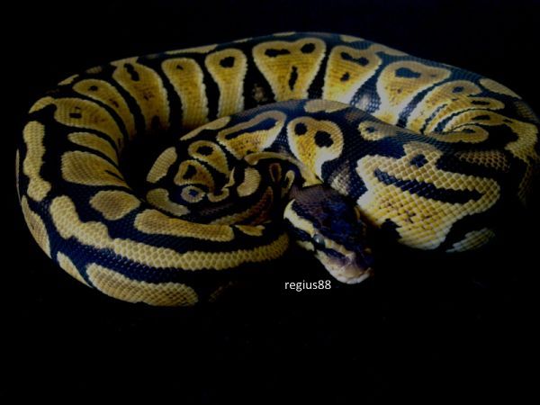 09 Pastel female
