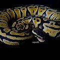 09 Pastel female