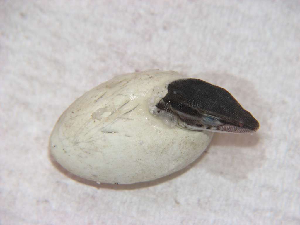 Hatching