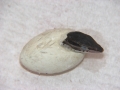 Hatching