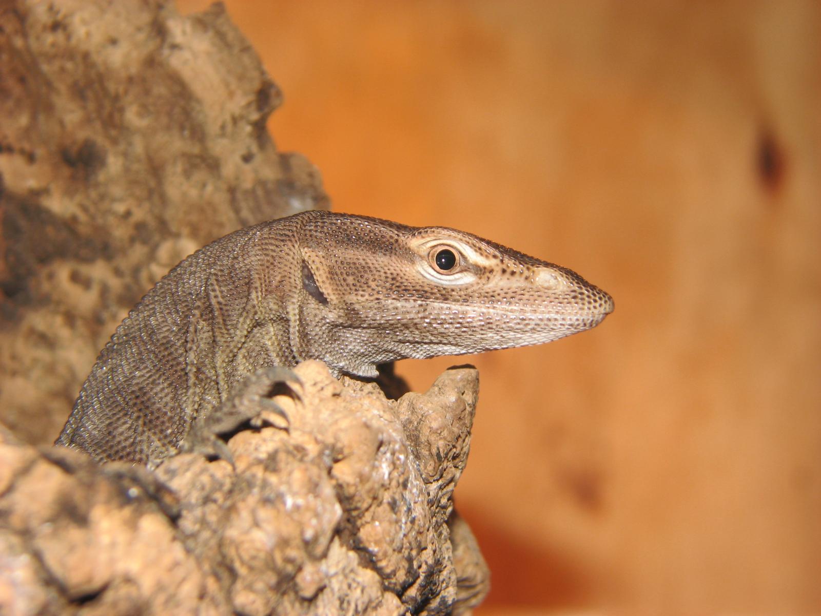 V.tristis