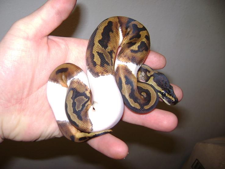 Piebald 66% Poss.het Albino