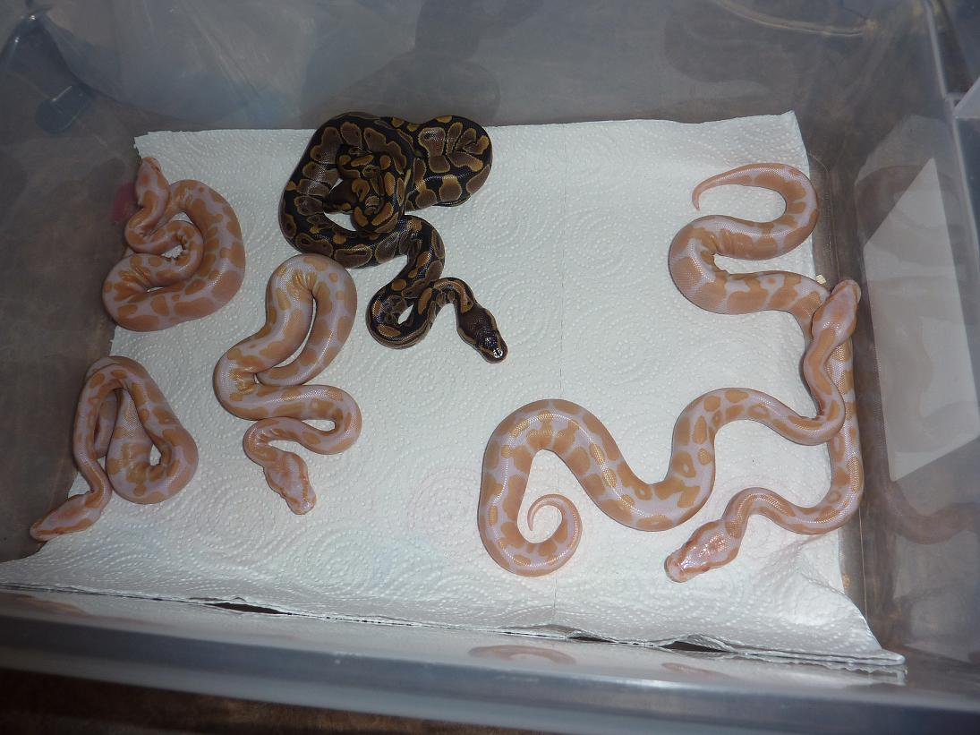 Albino