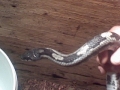 What Is It!, Is This A Gray Ratsnake?