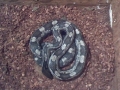 What Is It!, Is This A Gray Ratsnake?