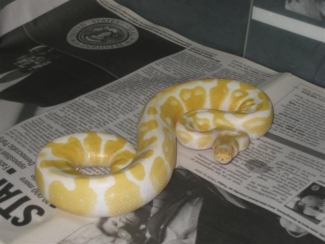 albino female