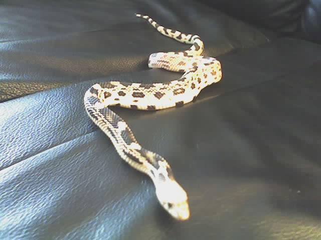 Pine Snake