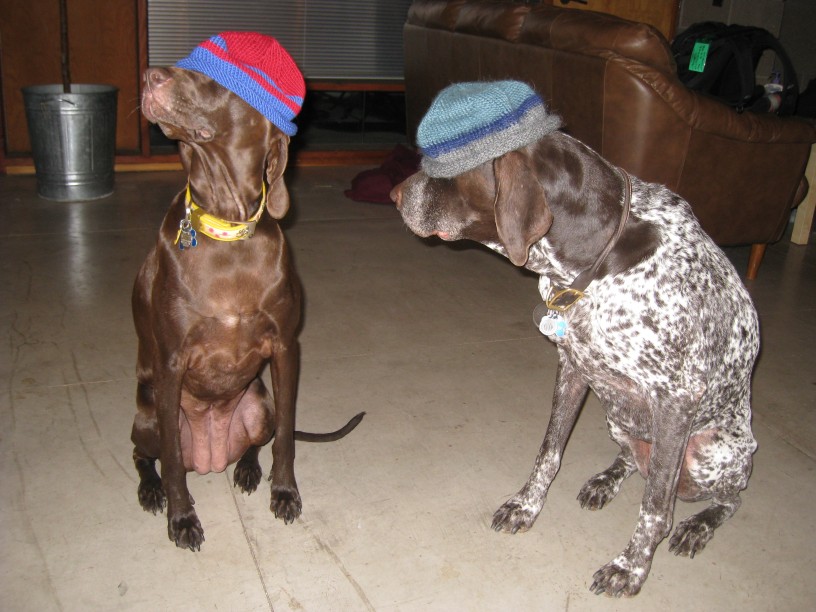 dogs in hats
