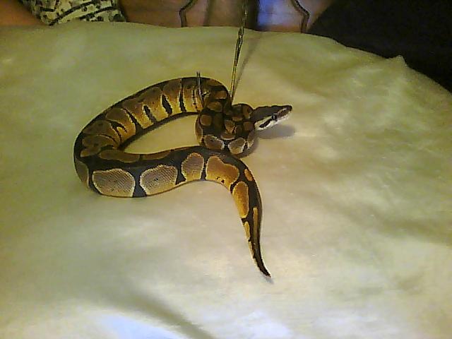 Ball Python With Orange