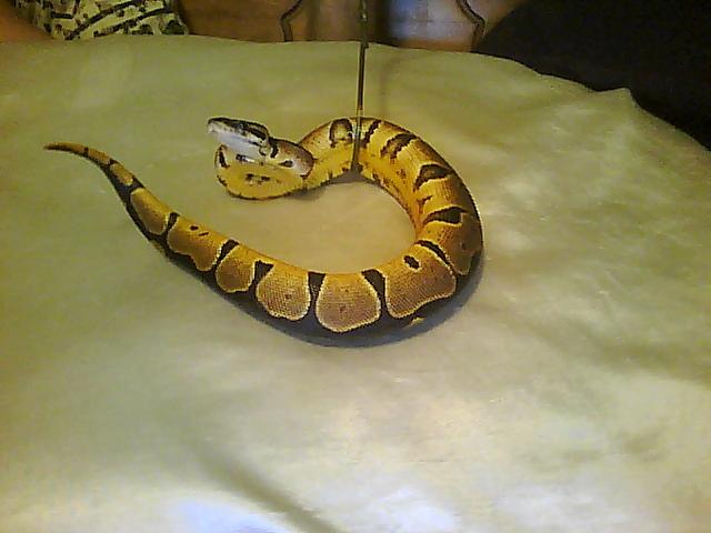 Ball Python With Orange