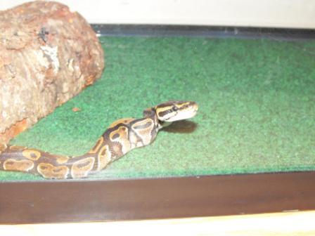 First Feed