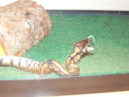First Feed