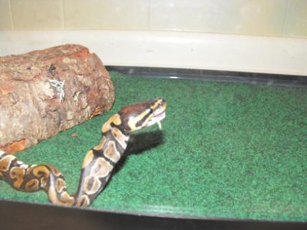 First Feed