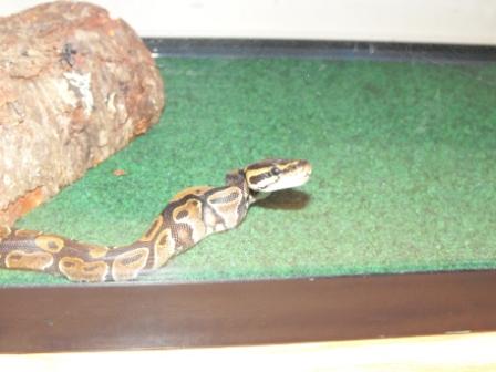 First Feed