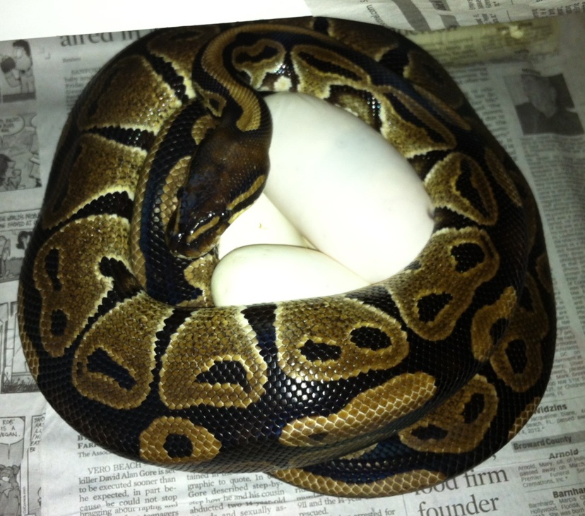 2012 het Albino on her eggs