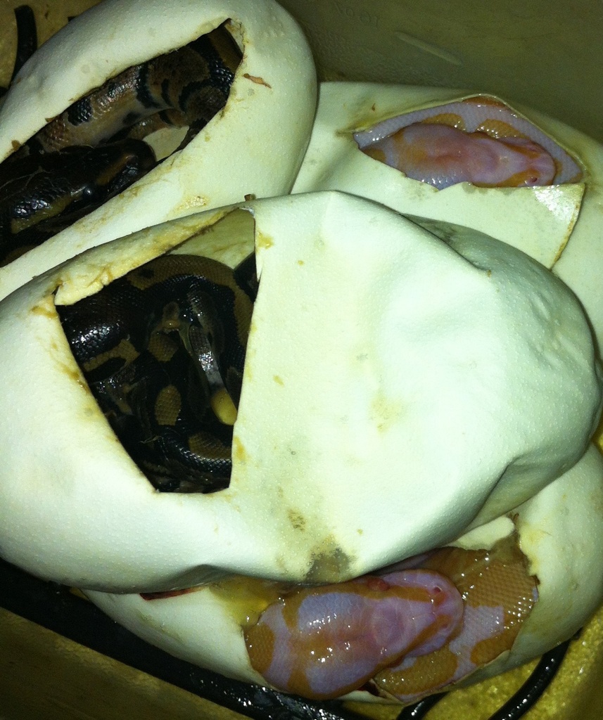 2012 het Albino female proved out