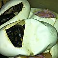2012 het Albino female proved out