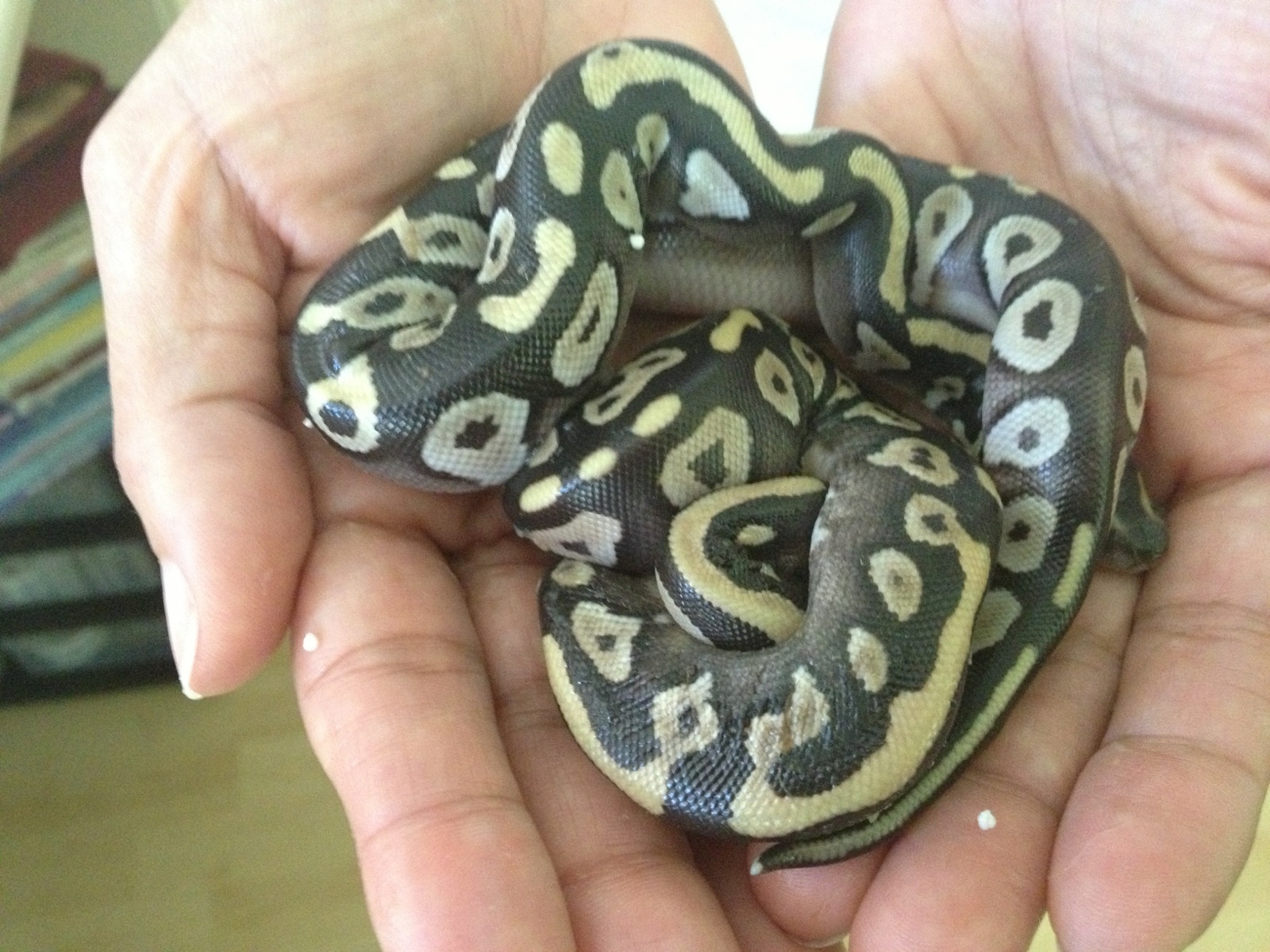 Mojave 100% het VPI Ax male hatchlings