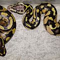 Pastel Enchi hatchling female w/ normal sibling