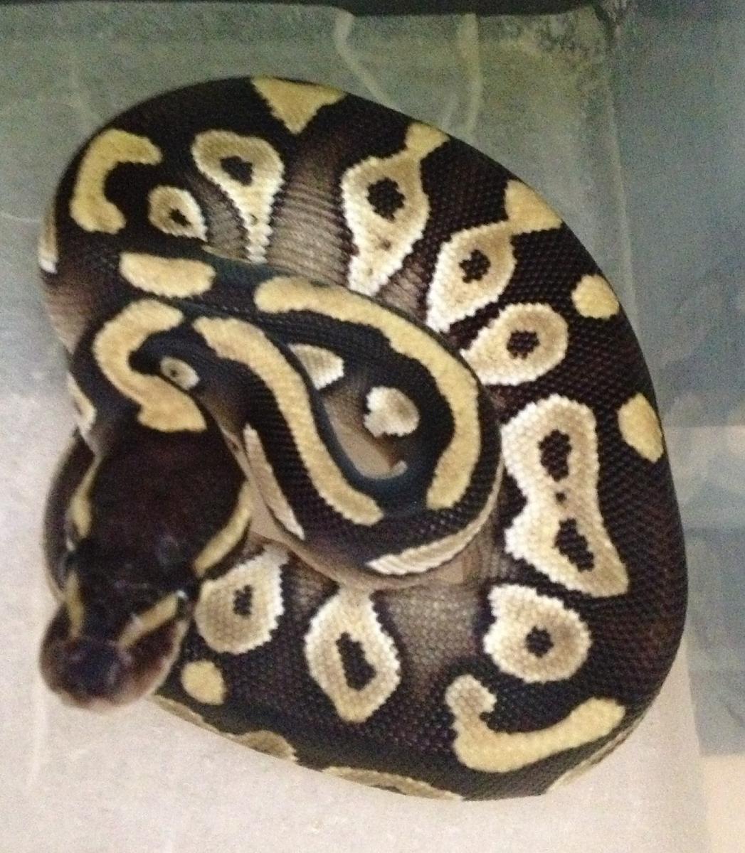 Mojave 100% het VPI Ax male hatchling