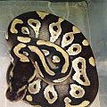 Mojave 100% het VPI Ax male hatchling