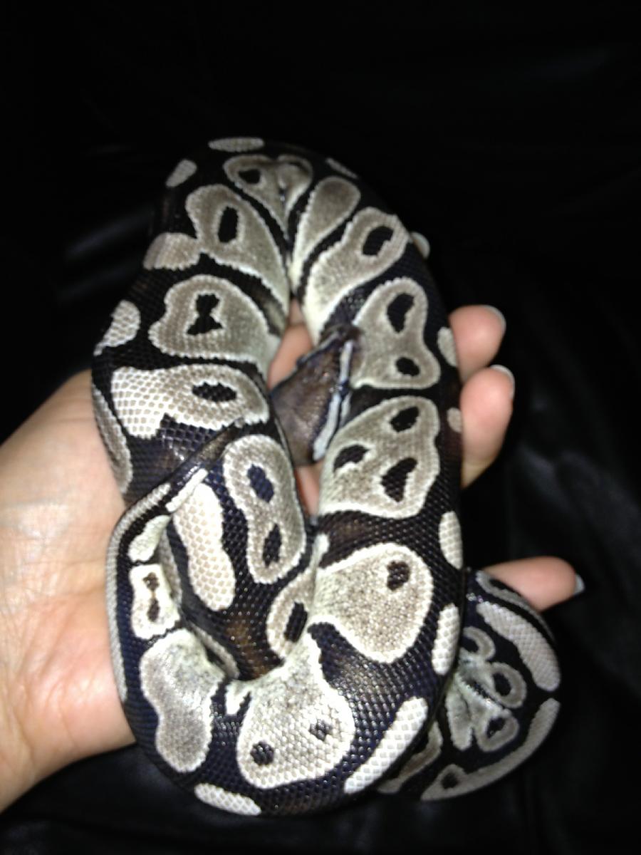 VPI Axanthic female