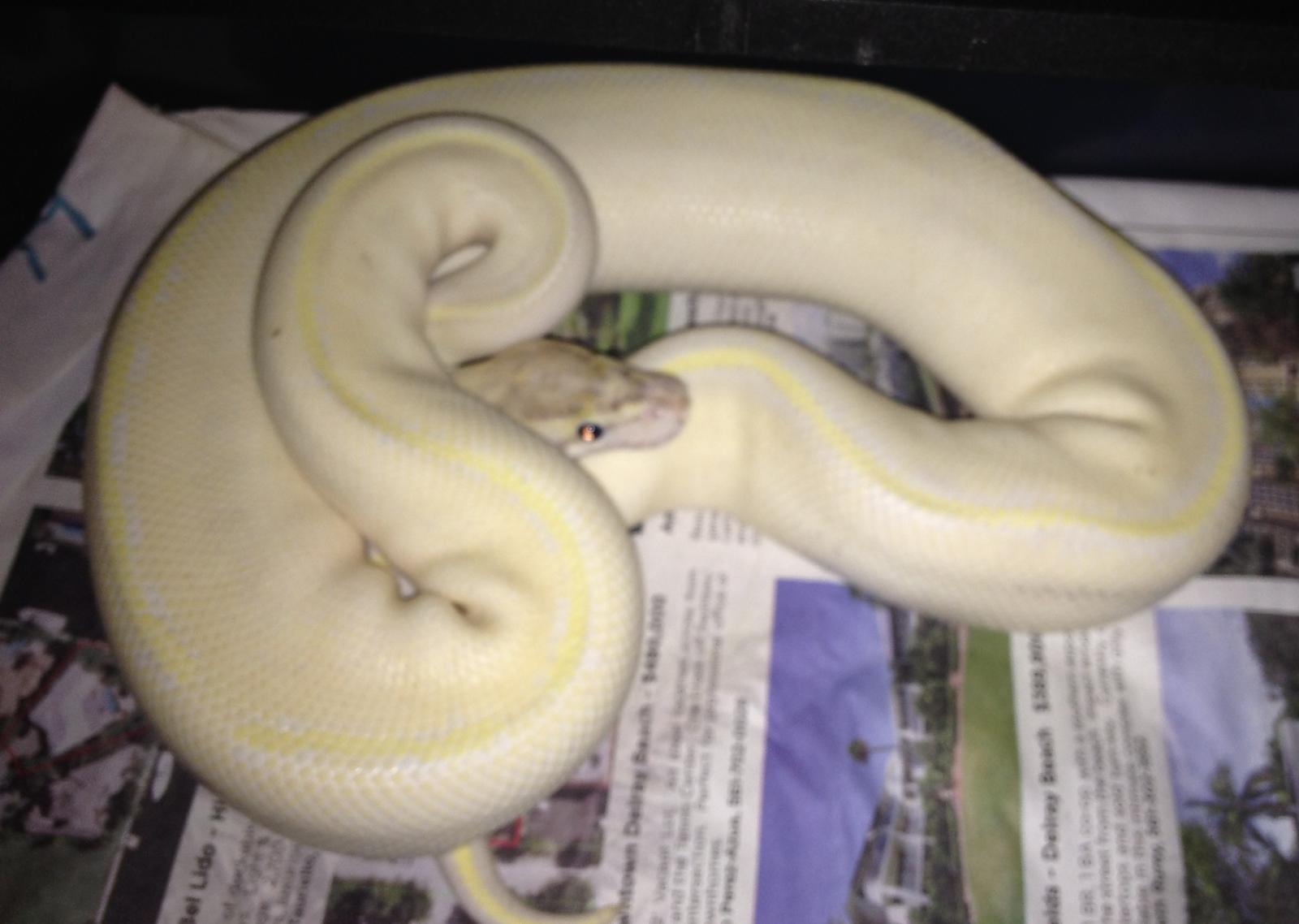 Ivory male (OB X YB)