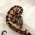 Pastel Enchi female