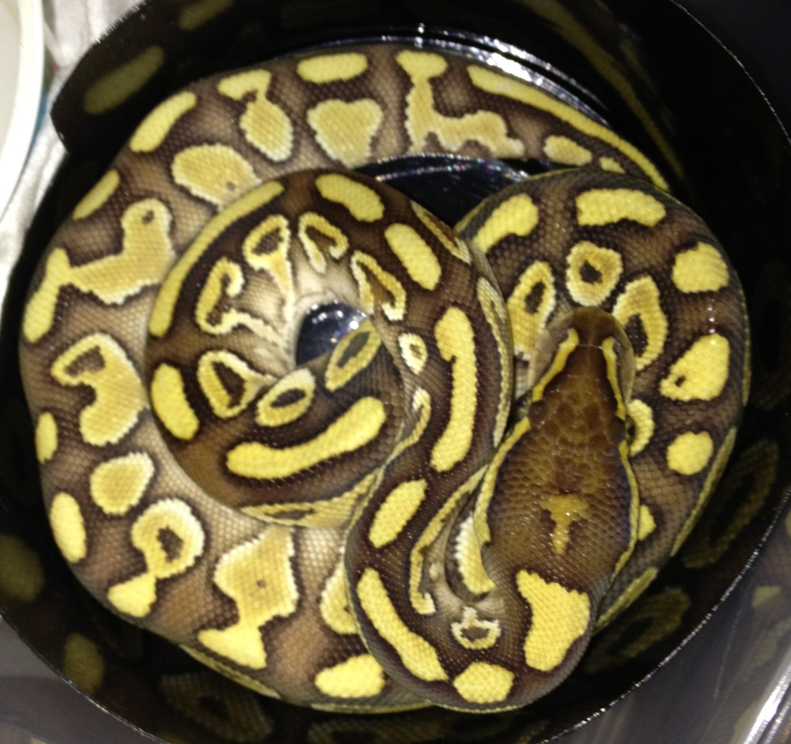 Lesser Yellow Belly female