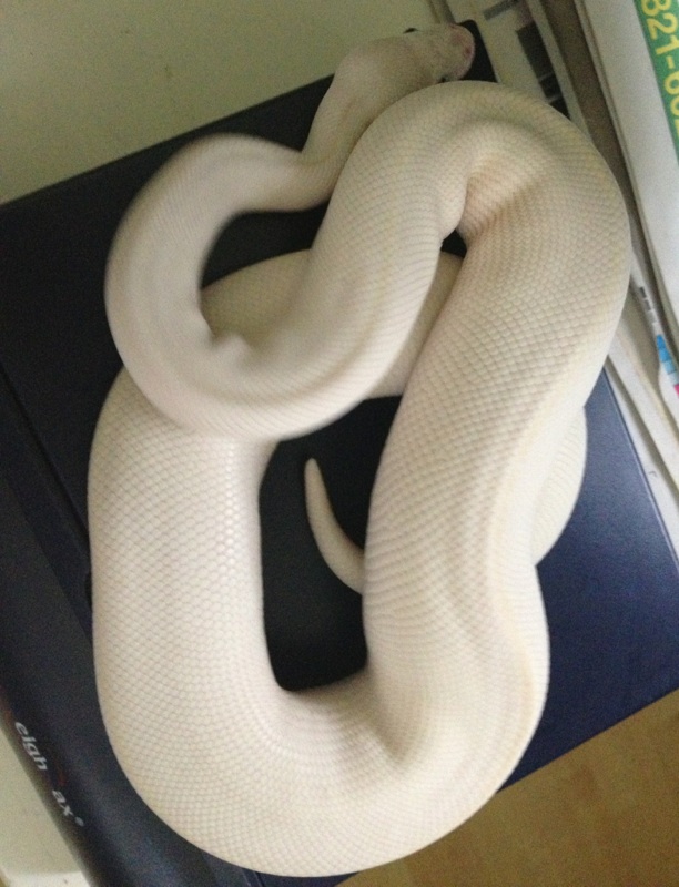 White Diamond/Super Russo/BEL male
