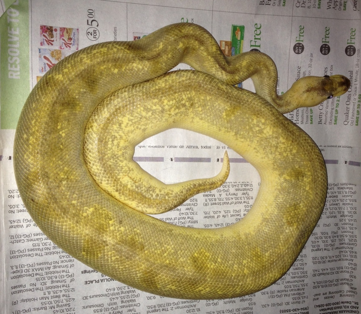 Pastel Champagne male