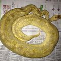 Pastel Champagne male