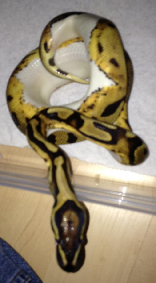 1.0 Pastel Pied