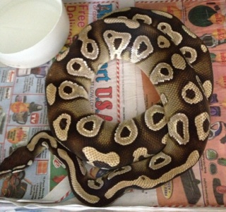 Mojave 100% het VPI Axanthic  male