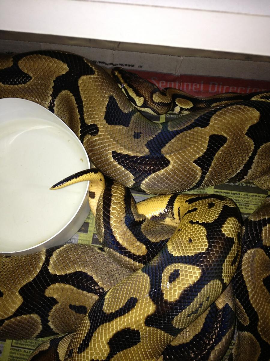 Pastel 100% het Clown male locked w/PH Clown female