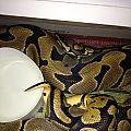 Pastel 100% het Clown male locked w/PH Clown female