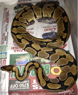 PH Clown female