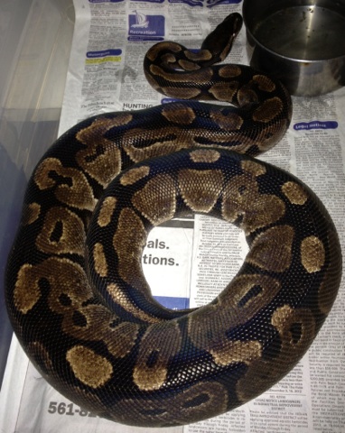 VPI Axanthic female (gravid)