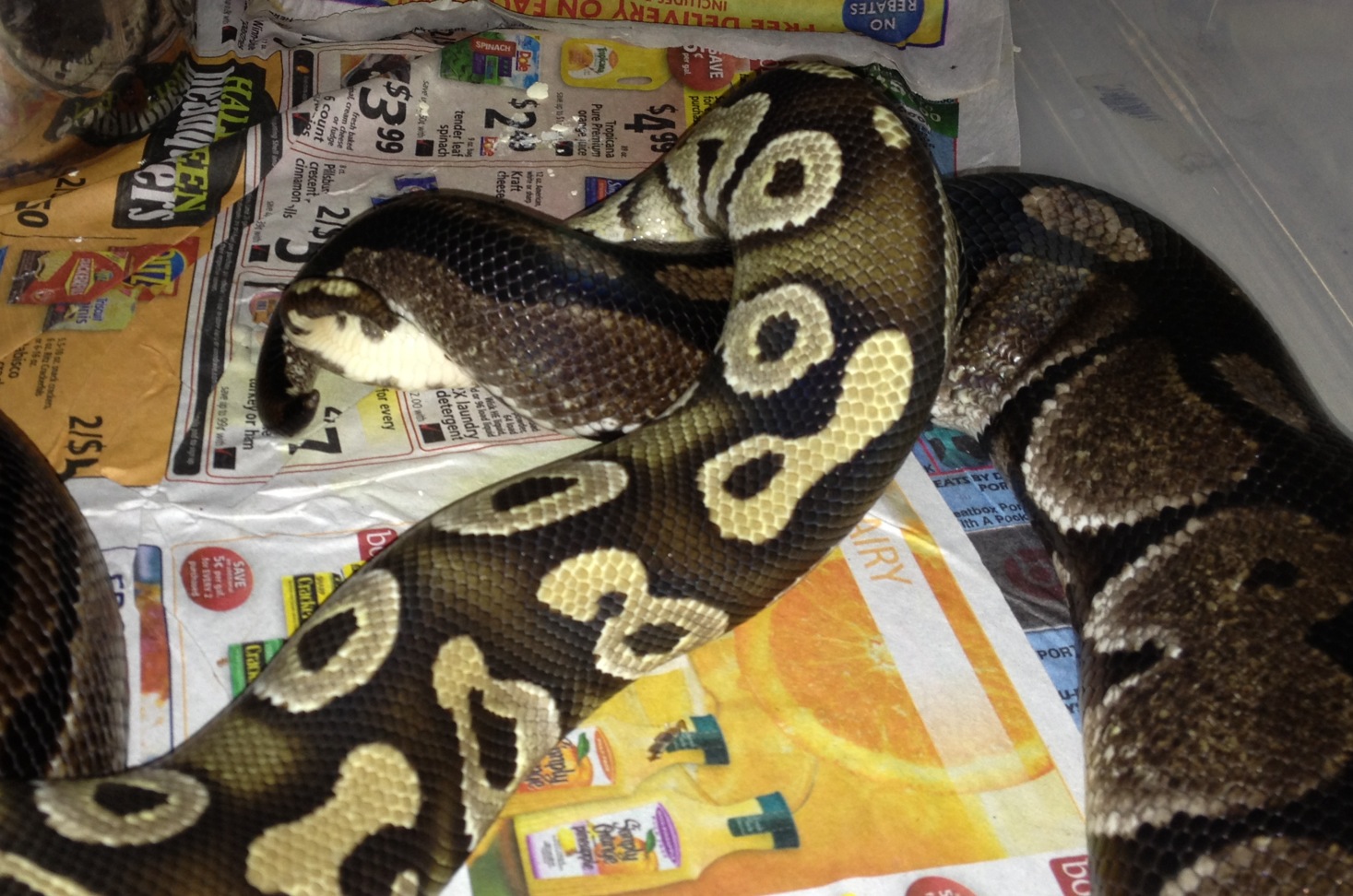 Mojave het VIP Axanthic x VPI Axanthic