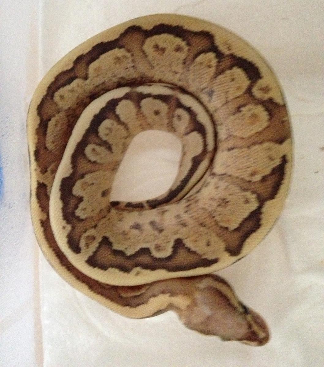 Vanilla Cream female