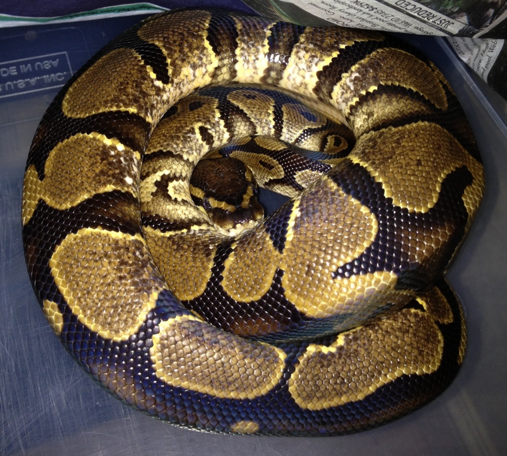 F & F Calico male
