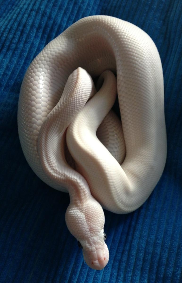 White Diamond female